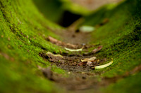 Guayabo