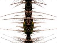 Visions-1-3